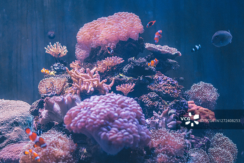 水族馆里五颜六色的热带鱼和珊瑚图片素材