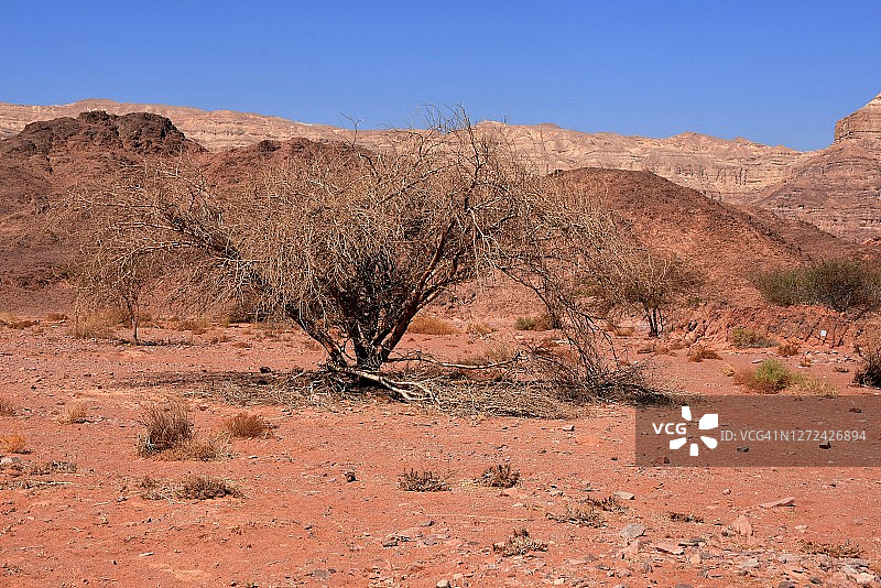 在以色列内盖夫沙漠提姆纳公园，从坚硬的干枯土地上生长的干燥灌木。图片素材