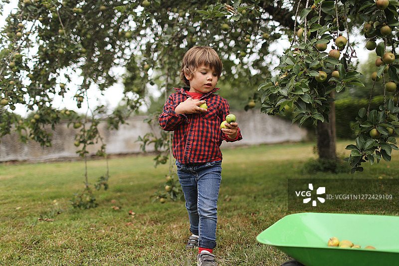 一个小男孩从苹果树上摘苹果图片素材