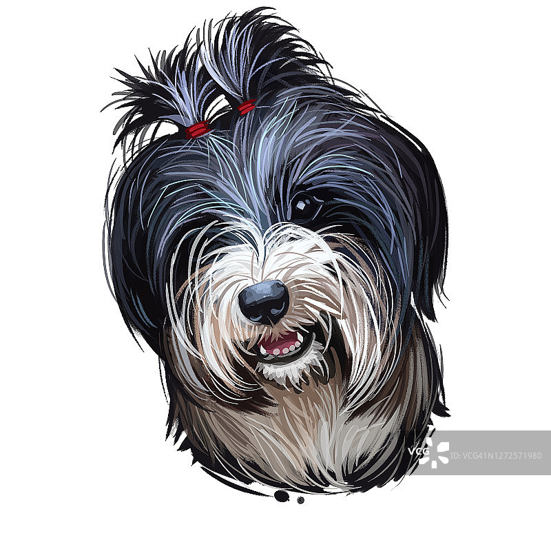 西藏梗，曾或多克阿普索犬品种肖像孤立在白色。数码艺术插图，动物水彩画手绘狗为网。宠物有两层黑色的毛图片素材