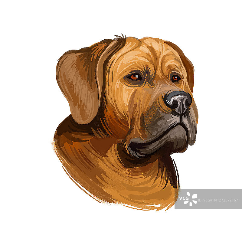 土佐或日本獒犬品种肖像孤立在白色。数码艺术插图，动物水彩画手绘狗为网。宠物的被毛短而光滑，呈浅棕色图片素材