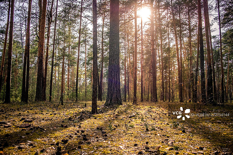 松树林，最后一缕阳光穿过树林。俄罗斯弗拉基米尔市的公园。图片素材