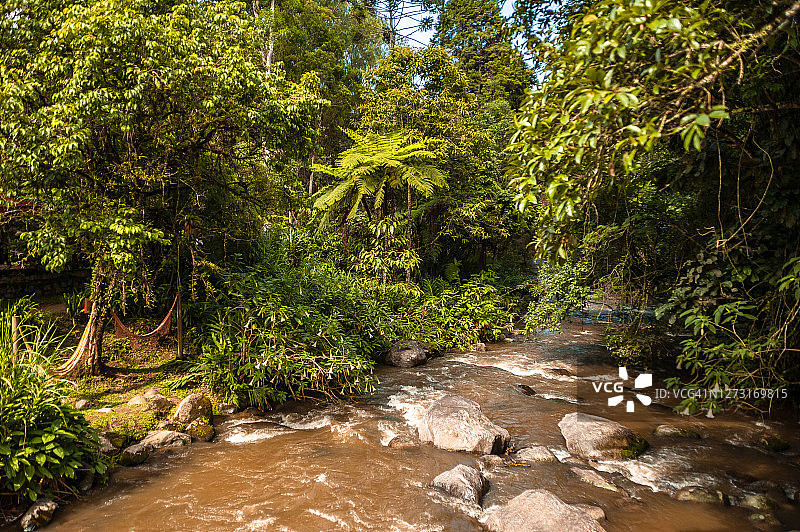 热带大西洋雨林内的一条河和吊床图片素材