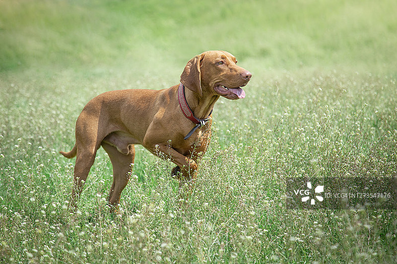 草地上的魏玛猎犬图片素材