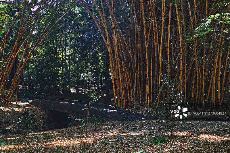日本园林竹林小径图片素材