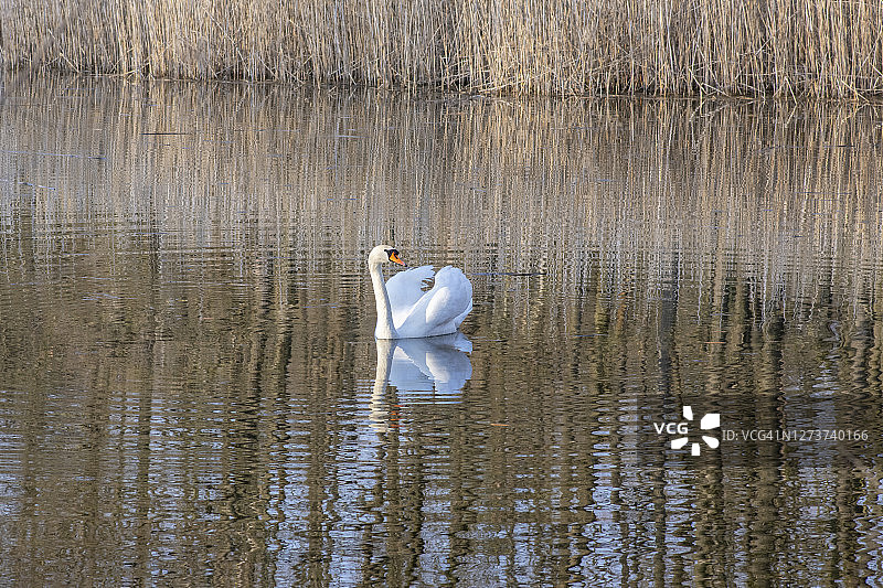 秋色中独天鹅，湖面上白色的天鹅全身雪白，四周是枯黄的草丛图片素材