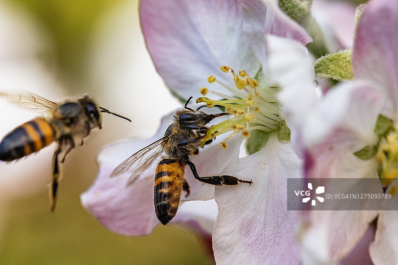 非洲蜜蜂从苹果花上采集花粉图片素材