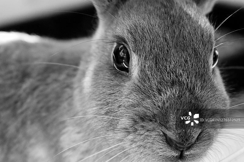 我的宠物兔子黑白肖像图片素材