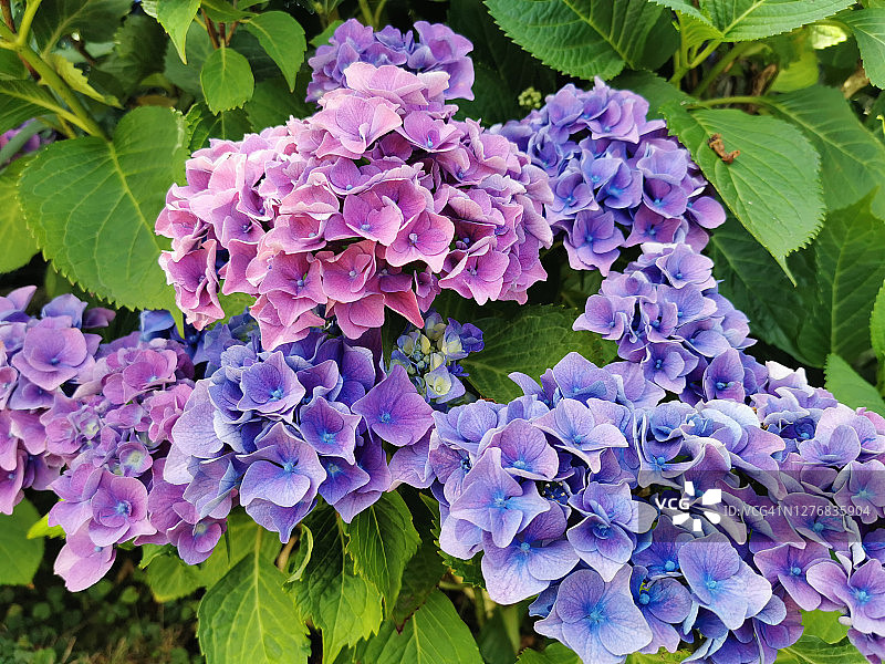 紫色和蓝色的绣球花图片素材