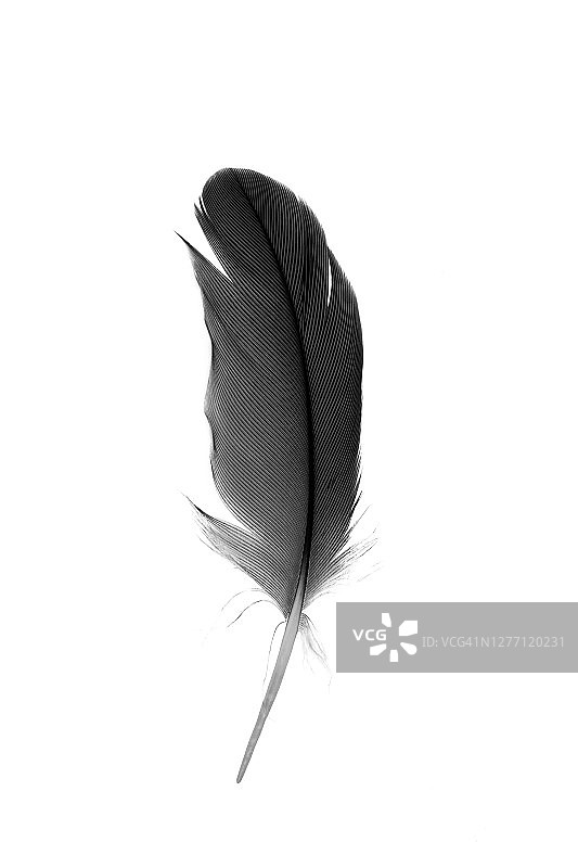 白色背景上的黑色羽毛图片素材