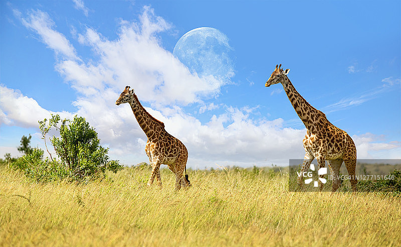 马赛长颈鹿在野外与月亮图片素材