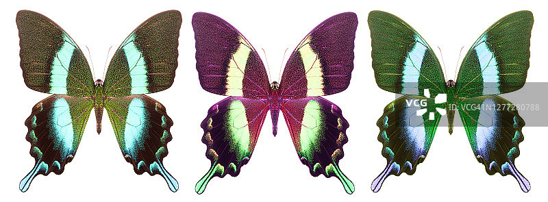 一组彩色的蝴蝶孤立在白色的背景上图片素材