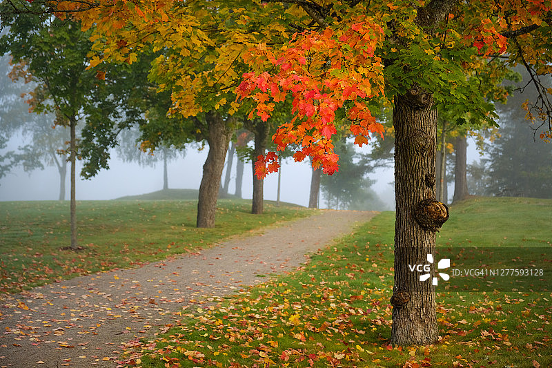 公园里秋色的枫树和雾中的小路图片素材