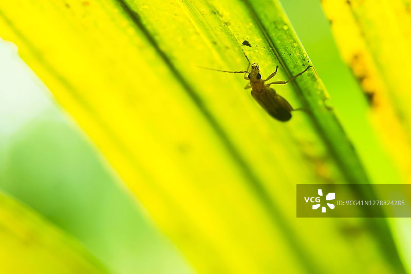 南美厄瓜多尔古柯亚马逊雨林中的昆虫图片素材