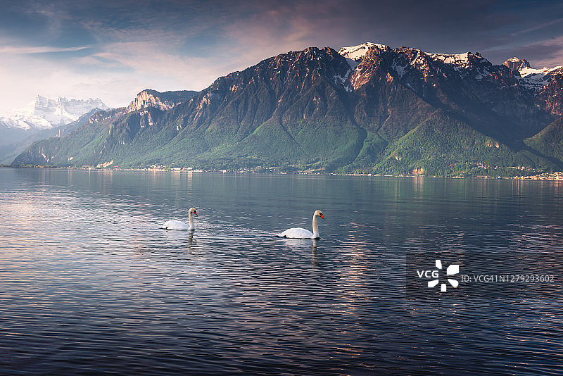 自然景观风景和孪生天鹅在日内瓦湖，韦威，瑞士图片素材