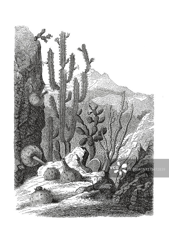 墨西哥仙人掌组的古老雕刻插图图片素材