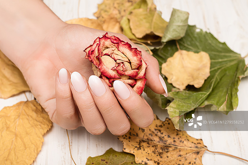 女性手与白色指甲设计。白色指甲油修剪过的手。女人手捧红秋玫瑰。图片素材