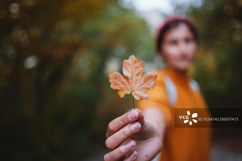 秋日里，握着常青藤叶树的女人的手。秋天黄色阳光背景图片素材