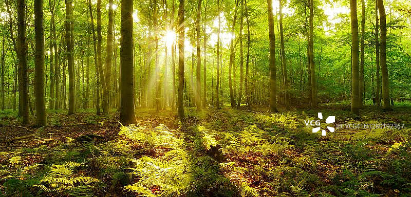 全景，充满阳光的山毛榉森林，阳光透过雾，蕨类覆盖森林地面，附近的瑙姆堡，Burgenlandkreis，萨克森-安哈尔特，德国图片素材