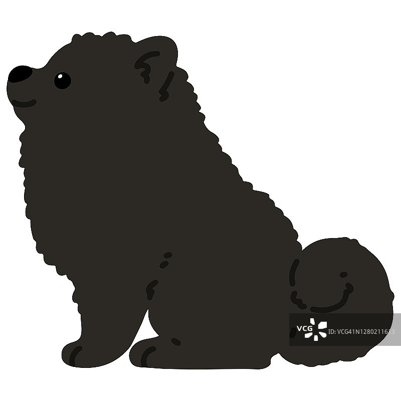 平色的黑色博美犬坐在侧视图图片素材