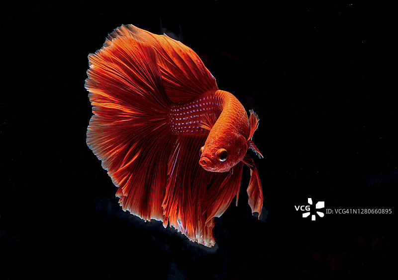 色彩鲜艳的暹罗斗鱼是移动时刻孤立在黑色的背景图片素材