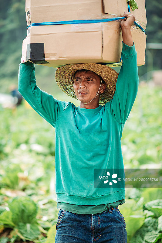亚洲男性农民在卷心菜地里扛着新收获的货物图片素材