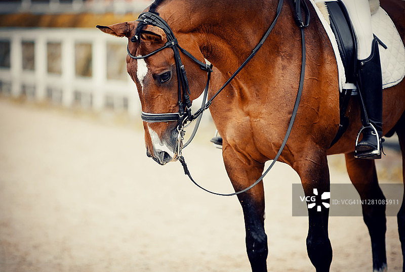 肖像运动马在双笼头。骑手的腿在马镫上，骑着一匹红马。图片素材