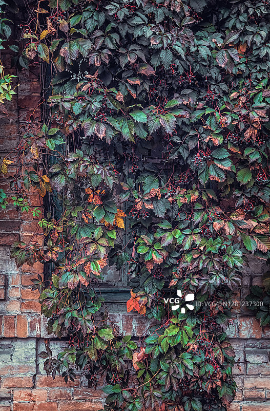 一个古老的中世纪建筑的窗户和蔓生的绿色常春藤。美丽的老建筑图片素材