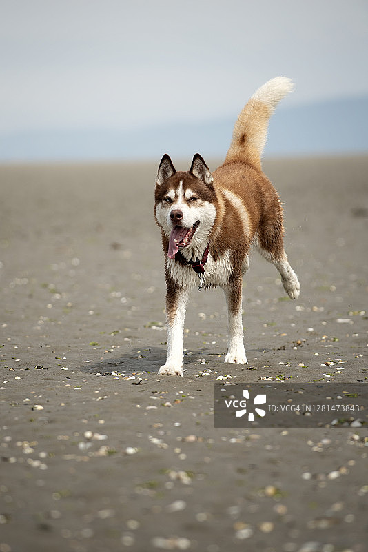 棕色和白色西伯利亚哈士奇在海滩上玩耍。图片素材