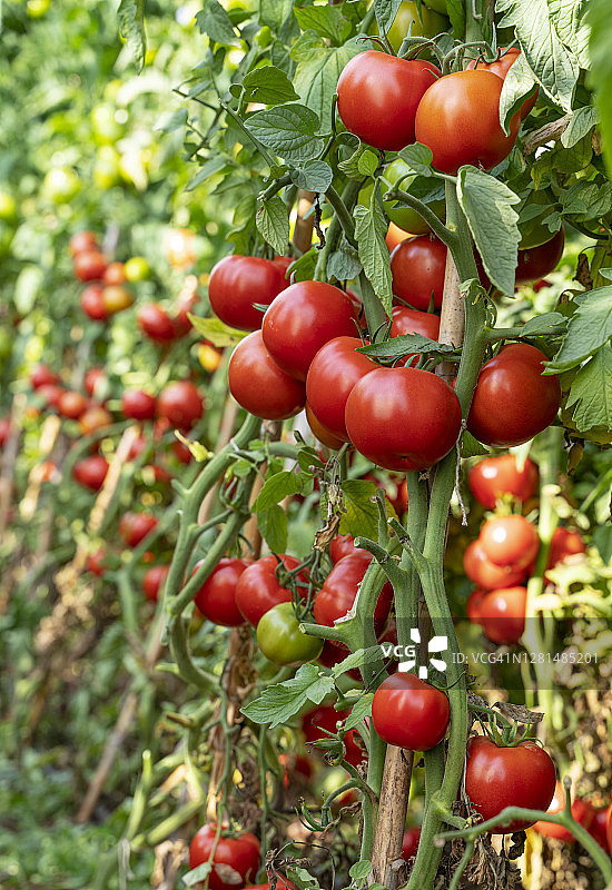 在温室或番茄田里种植的有机番茄图片素材