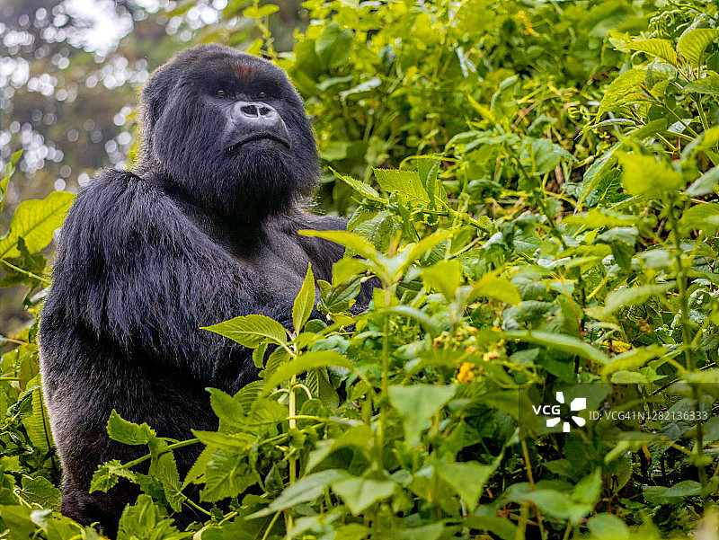 低角度拍摄的银背山地大猩猩(白令盖大猩猩)站在卢旺达的森林和进食图片素材