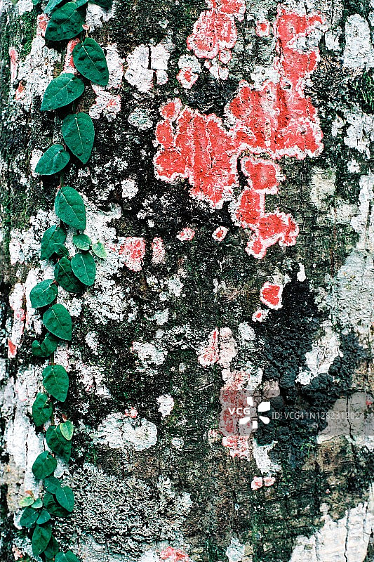 树干上生长着红色地衣和其他真菌图片素材