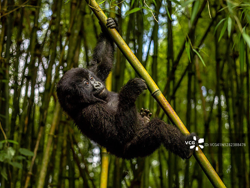 幼山地大猩猩(白令盖大猩猩)爬上竹树的侧视图图片素材