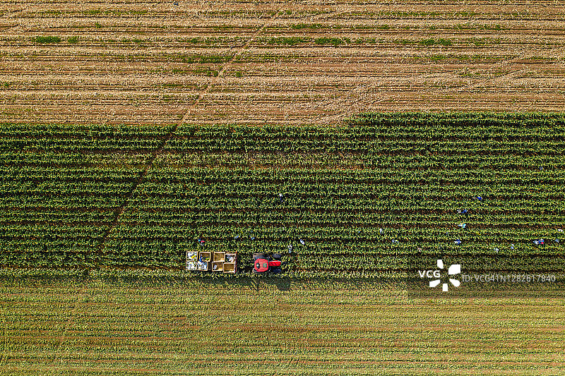 一辆拖拉机和拖车的垂直鸟瞰图，农场工人在一个大型蔬菜农场的玉米地里采摘甜玉米图片素材