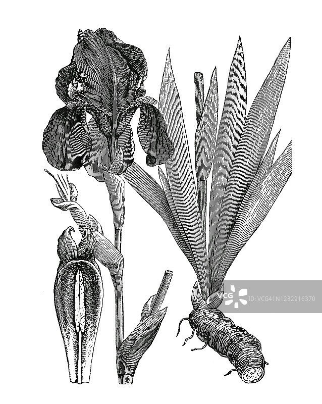 古老的植物雕刻插图，鸢尾花图片素材