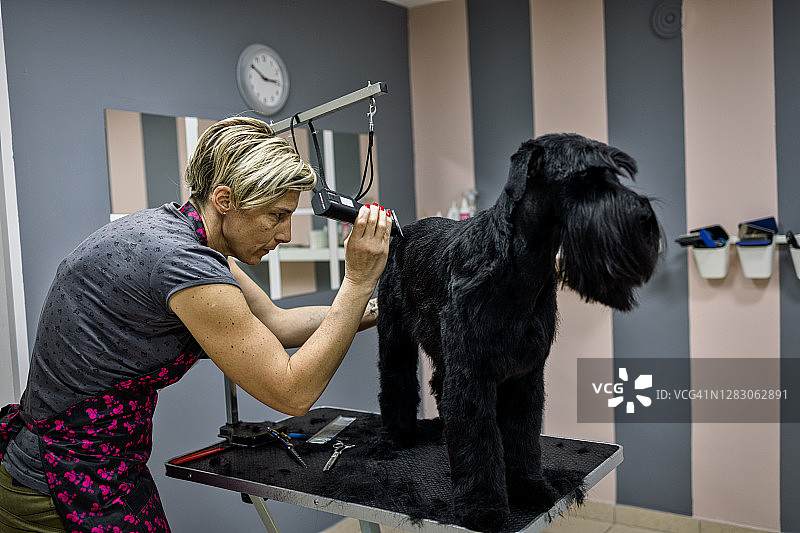 母狗美容师正在给一只雪纳瑞犬梳头图片素材