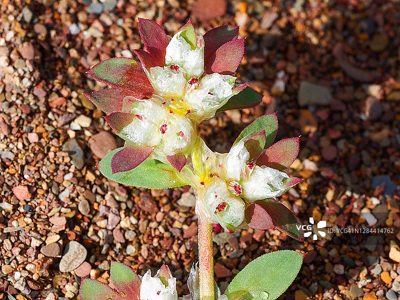阿尔及利亚茶(Paronychia argenttea)图片素材