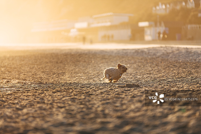 日落时分，小狗在海滩上奔跑图片素材