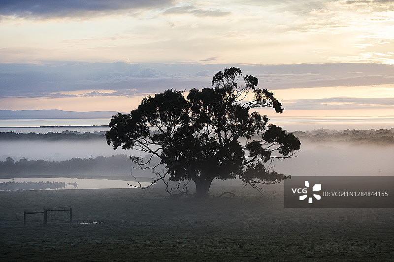 壮丽的雾蒙蒙的日出和农田上一棵巨大的桉树图片素材