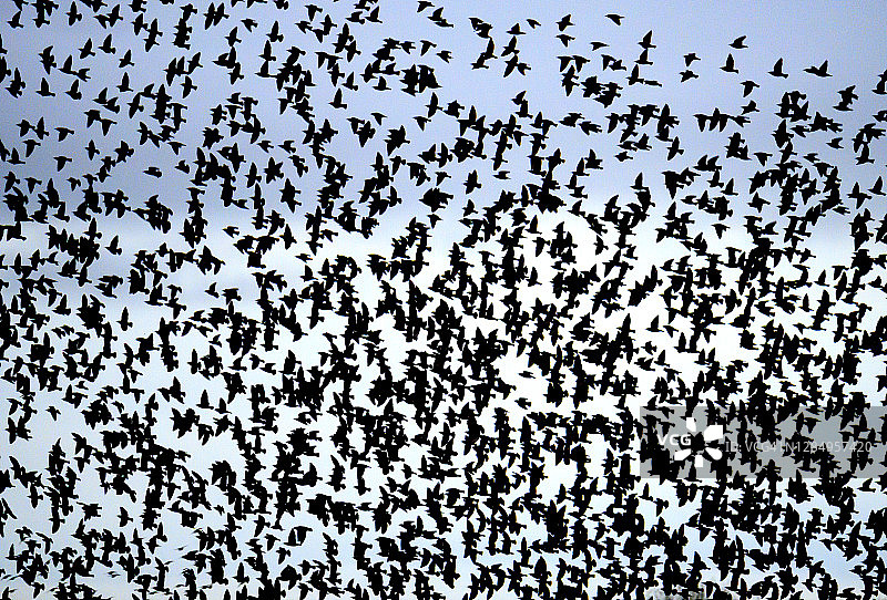 在纽波特湿地自然保护区，密集的欧椋鸟群(喃喃自语)图片素材