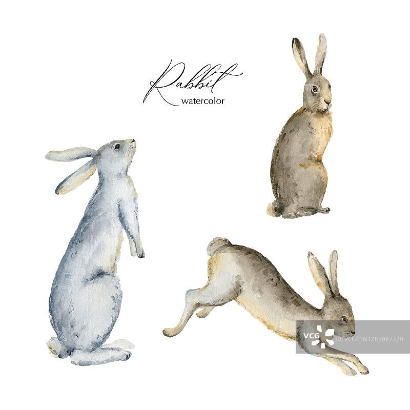 水彩向量与兔子隔离在白色背景。完美的图形贺卡，派对邀请，照片，剪贴簿，包装，海报，报价和更多。图片素材