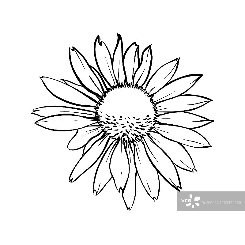 洋甘菊花卉孤立。手绘矢量插图。图片素材