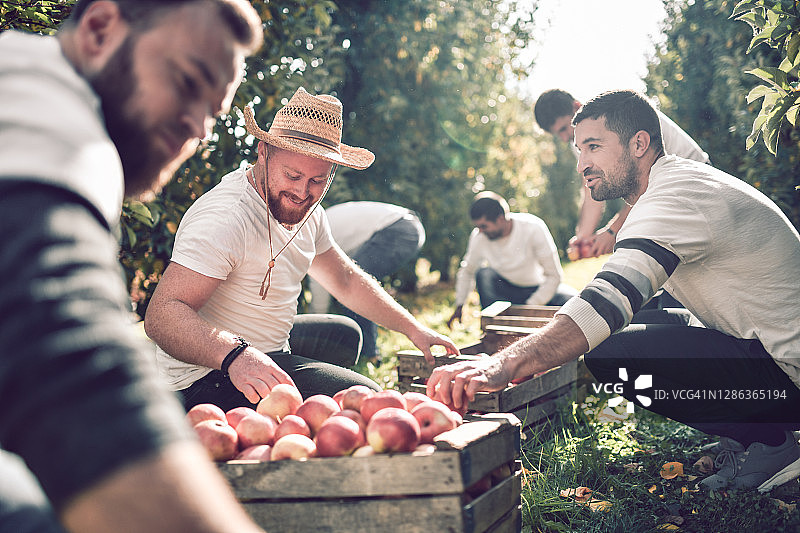 在苹果收获季节快乐的男性团队合作图片素材