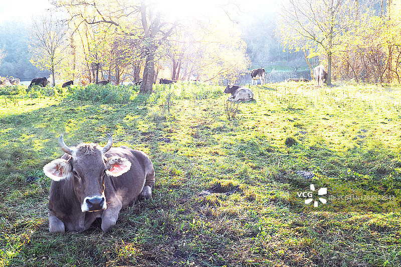 棕色的牛在早晨的阳光下吃草图片素材