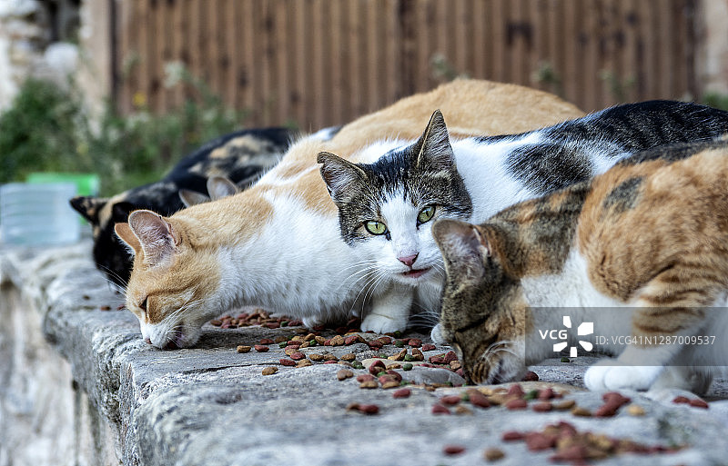 一群流浪猫在街上吃饲料。图片素材