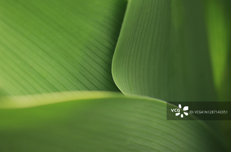摘要绿色热带叶与选择性聚焦叶边缘图片素材