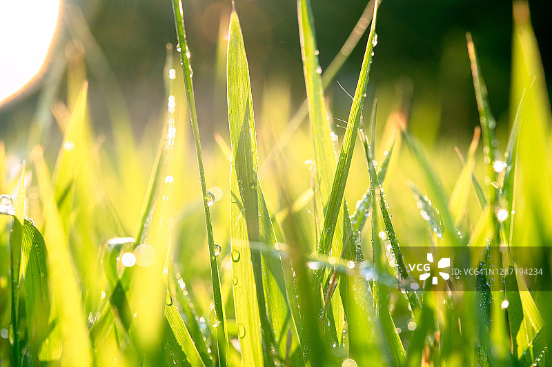 雨后小草在阳光下。大量的水滴在树叶上使它闪闪发光。图片素材