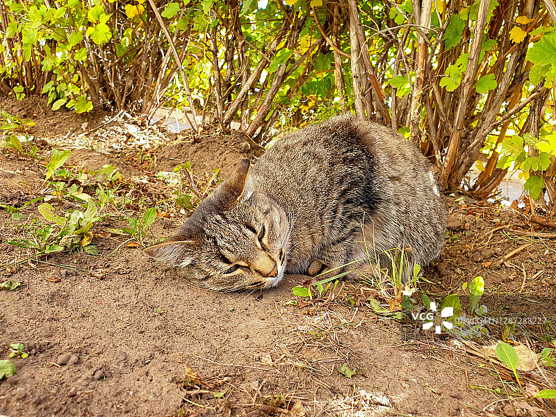 虎斑猫在灌木丛下睡觉图片素材