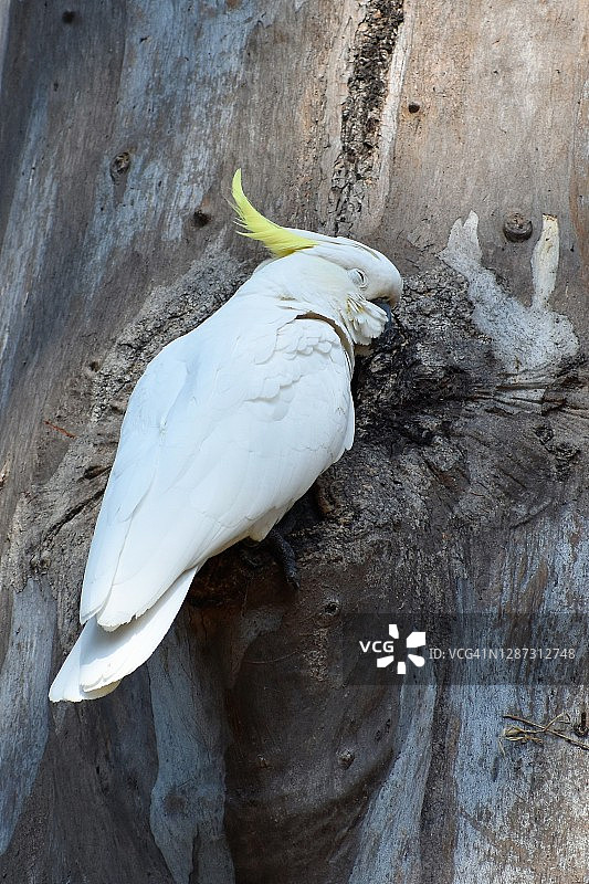 硫冠凤头鹦鹉在一棵大桉树的安全地带打盹图片素材
