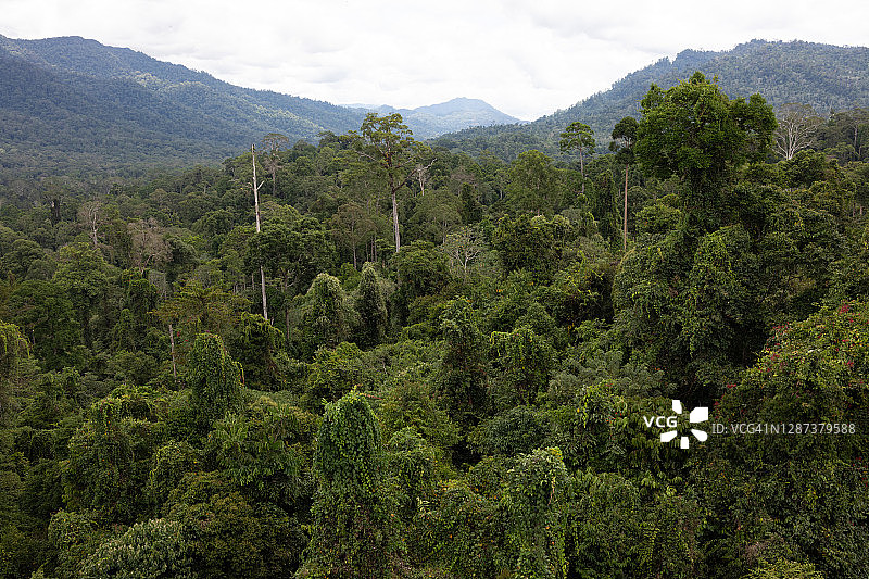 马来西亚婆罗洲主要热带雨林的树冠，龙舌兰树图片素材